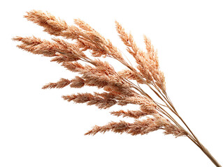 Dried Pampas Grass Stalks Isolated on White Background, isolated on transparent cutout background