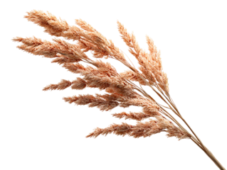 Dried Pampas Grass Stalks Isolated on White Background, isolated on transparent cutout background