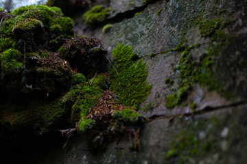 Lush green moss on aged stone wall in natural forest setting
