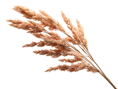 Dried Pampas Grass Stalks Isolated on White Background, isolated on transparent cutout background