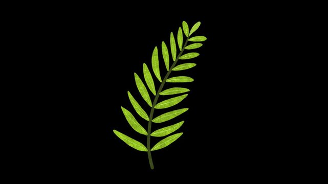 Winter fern leaf looping animation. Hand drawn. Alpha channel