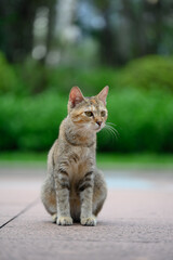 The cat sits on the ground outdoors.