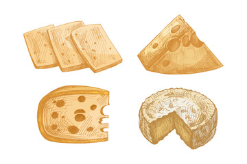 Hand drawn vintage sketch set of assorted cheese types including slices, wedge, wheel and round piece in yellow color, detailed dairy food illustration, isolated vector design