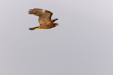 Rohrweihe im Flug