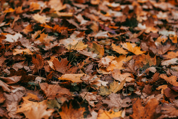 Dark moody autumn scene with wet orange leaves on the ground.