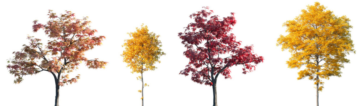 Set of autumn Acer palmatum and Sassafras albidum trees isolated png on a transparent background perfectly cutout
