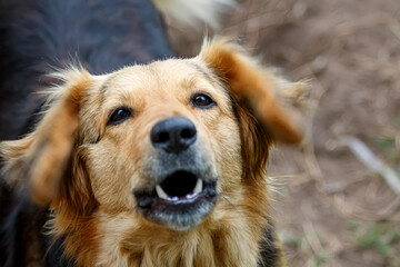 golden retriever portrait