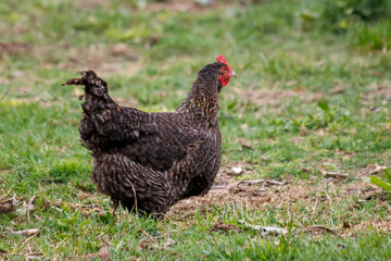 free range chicken