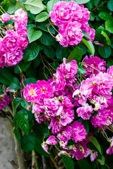 pink hydrangea flowers in garden