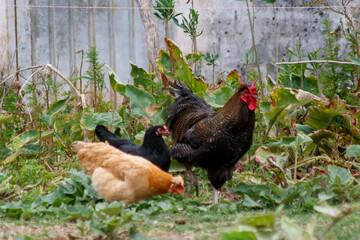free range chickens