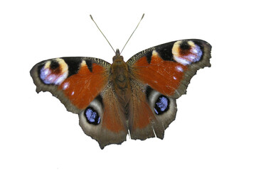 Butterfly on white background isolated