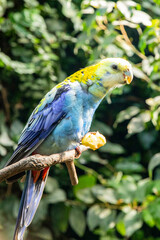 Obraz premium Wildlife, parrot eating. A beautiful tropical bird holds food in a rainforest.