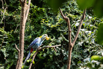 Wildlife parrot holding fruit in green environment