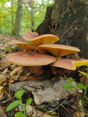 Saffron milk cap mushrooms (Lactarius deliciosus) growing in the forest near a tree stump. Detailed close-up showing orange caps and gills on the underside.