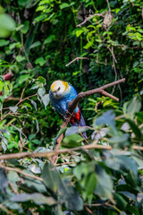 Exotic bird with colorful feathers in natural habitat. Beautiful parrot
