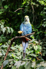 Colorful exotic parrot eating fruit on tree branch
