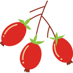 Branch with three ripe red rose hips showing green sepals and brown tips isolated on a white background perfect for autumn harvest themes