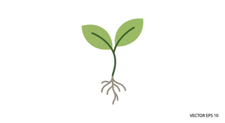 Obraz premium A young green seedling with visible roots and two emerging leaves.