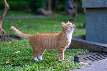 The cat stood on the grass and looked up.
