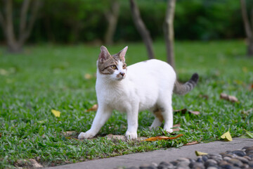 The cat stood on the grass.