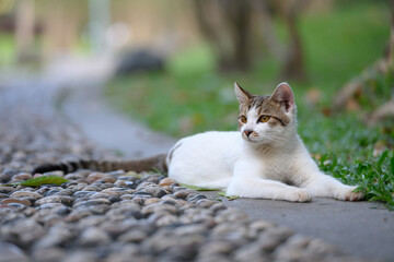 The cat is lying down to rest.