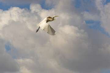 Silberreiher im Flug