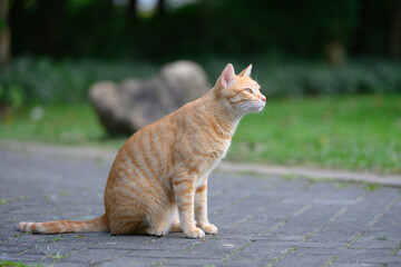 The cat sits on the ground outdoors.