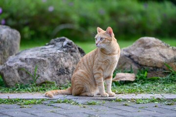 The cat sits on the ground outdoors.