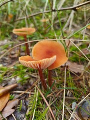 Macro shot of an orange waxcap mushroom (Hygrocybe sp.) growing among forest grass and moss. Close-up view showing gills, stem and bright orange cap.