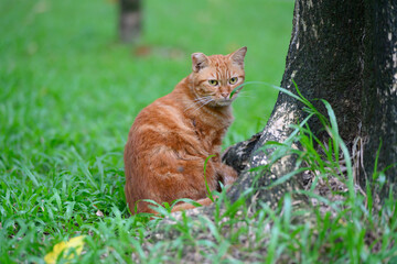 The cat sits on the grass.