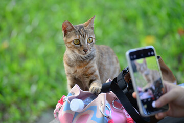 Outdoors, taking photos of cats with your phone
