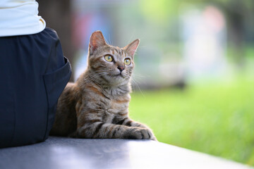 The cat is lying down to rest.