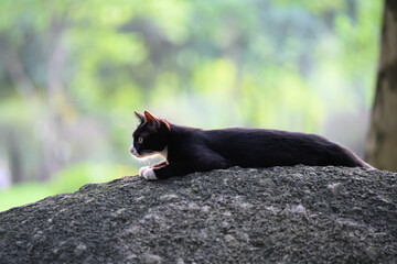 The cat lay resting on the rock.