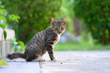 The cat sits on the ground outdoors.