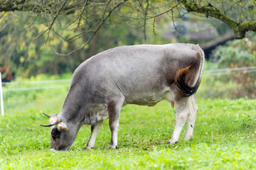 Gray horned cow of breed Rätisches Grauvieh grazing on meadow at Swiss city of Zürich on a rainy autumn noon. Photo taken October 20th, 2025, Zurich, Switzerland.