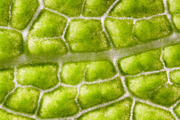 Macro photo of abaxial side of sage (Salvia officinalis), by transmitted light