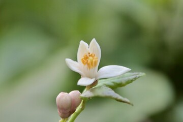 Close up - lemon tree blossom 