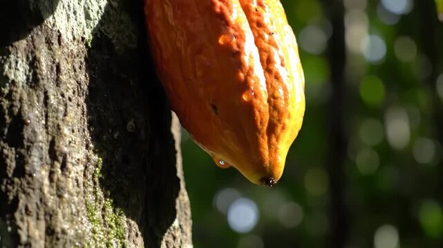 Cocoa Pod Jewel SunKissed Fruit Dripping in Lush Rainforest with Tropical Harvest.