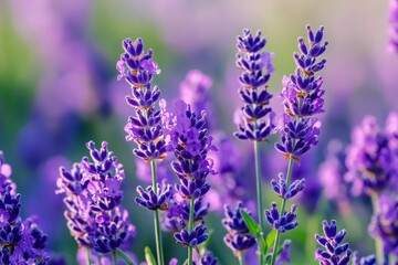 Naklejka premium Blooming lavender flowers growing in summer field