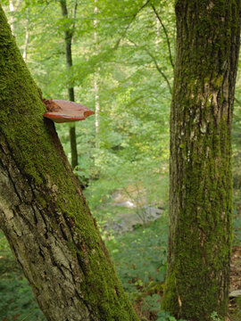 Vibrant red beefsteack fungus growing on moss covered tree trunk in the woods