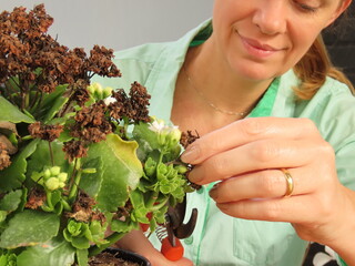 Happy woman pruning a calandiva plant with a bypass shears. Gardening and plant care. Women hobbies.