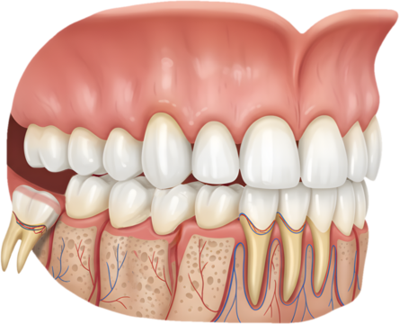 wisdom teeth healthy medical care dental human mouth illustration