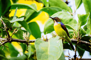 Colorful sunbird perching on green leaf in tropical forest