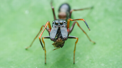 Ant-mimicking jumping spider eating prey on green leaf