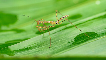 Praying mantis nymph on green leaf with water drops