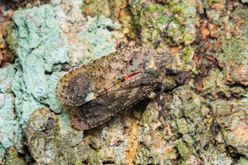 Planthopper skillfully camouflaging on tree bark in nature
