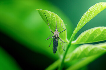 Mosquito resting on a green leaf in nature