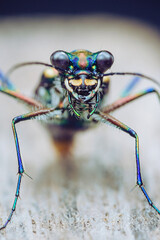 Iridescent tiger beetle displaying vivid colors in macro view