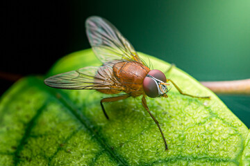 Fly insect sitting on a green leaf showing details