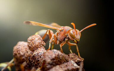 Wasp standing on nest macro showing insect wings